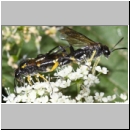 Macrophya montana - Blattwespe 10b.jpg